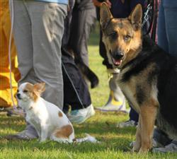 うちの子も 続々 小型警察犬ブームの予感 チワワ採用で ときのブログ